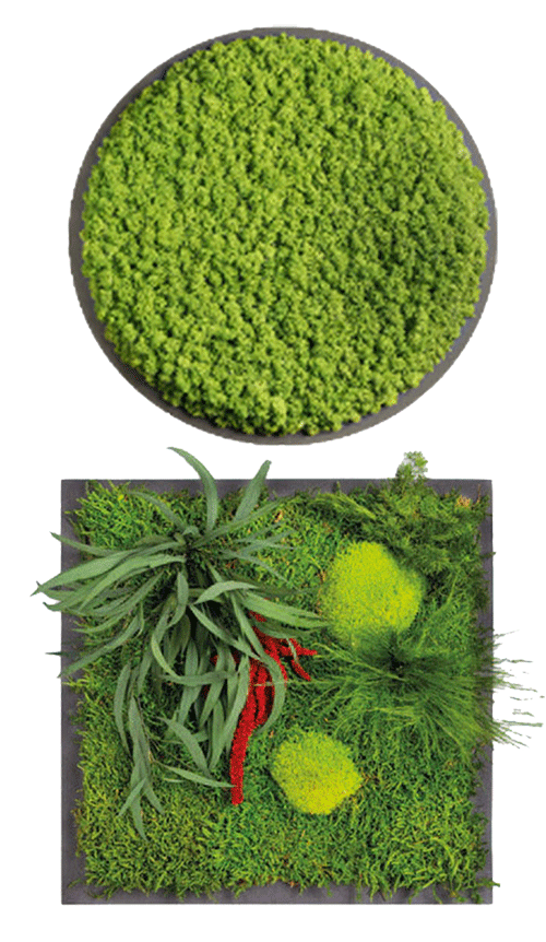 Fertige Moosbilder in verschiedenen Designs und Formen/Größen