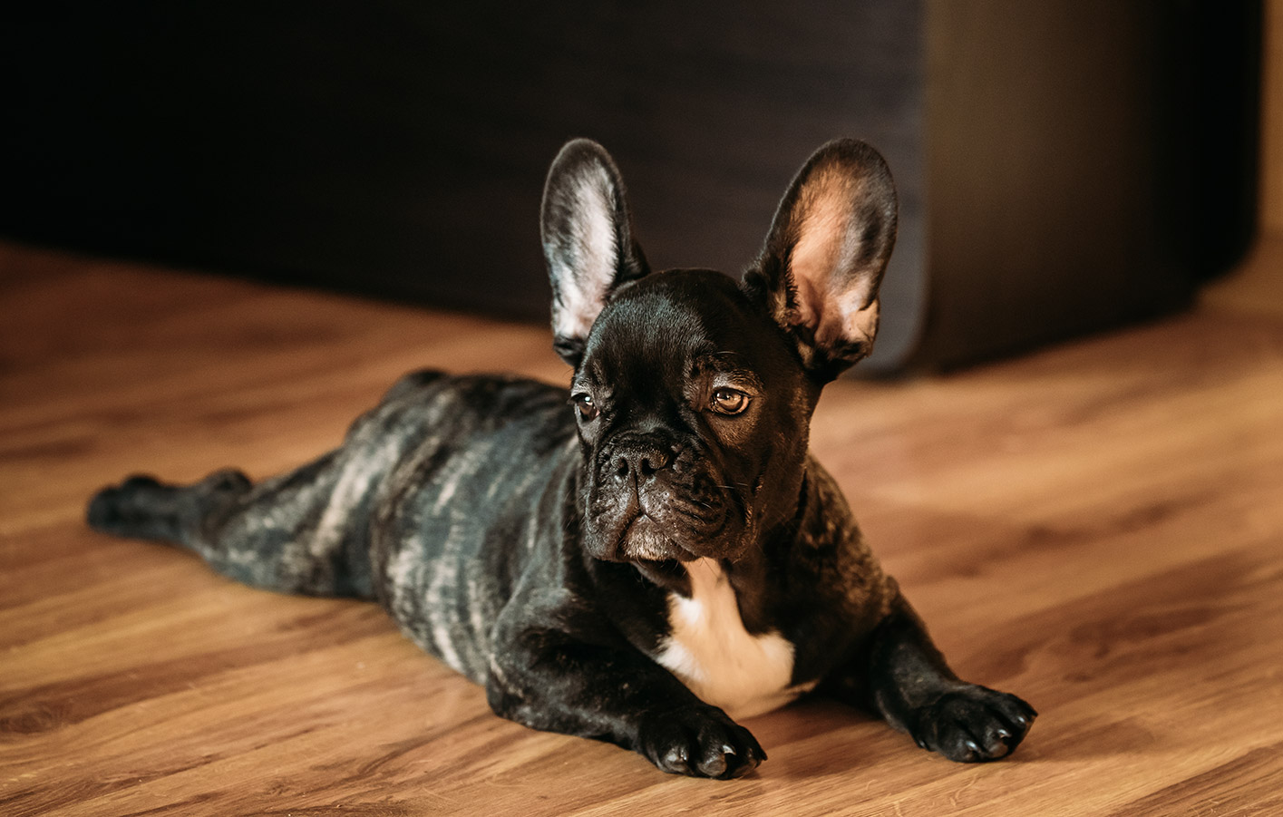 Hund liegt auf Laminatboden