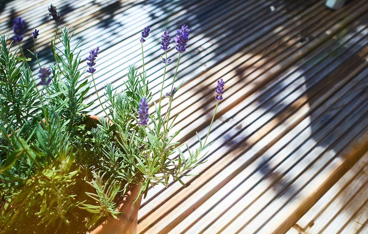 Holzterrasse mit Lavendel